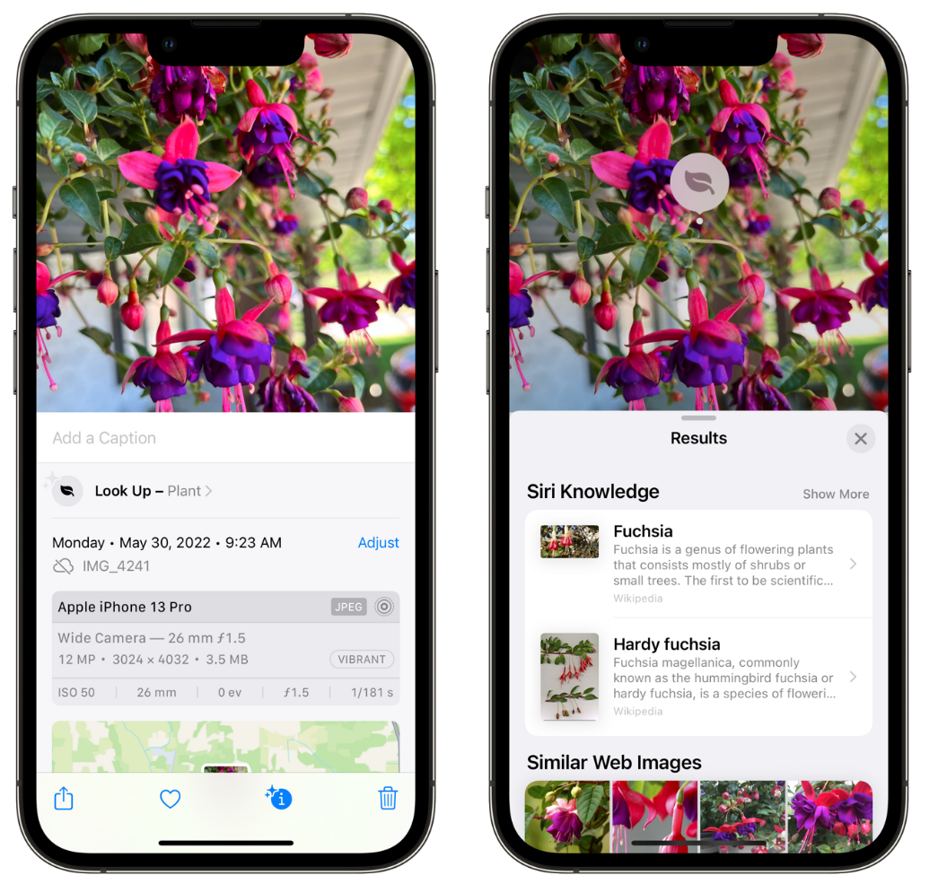 门头沟苹果手机维修分享小技巧：使用 iPhone 相机识别花卉植物 